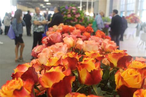  Knowing Roses: A Journey into the Heart of Colombian Floriculture - Unfolding the Secrets of a Thousand Blooms