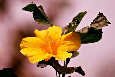  Yellow Hibiscus – A Blooming Tale of Courage and Friendship!